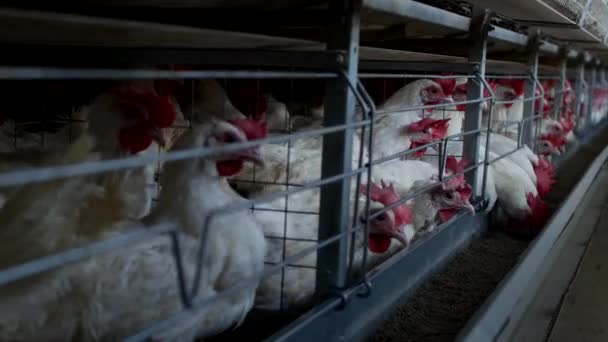 Pluimveeboerderij voor het fokken van kippen en eieren, kippen pikken diervoeders, close-up, fabriek kippen, hennery — Stockvideo