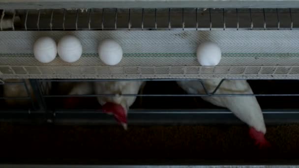 Geflügelfarm für die Hühnerzucht, Hühnereier gehen durch den Transporter, Hühner und Eier, Landwirtschaft — Stockvideo