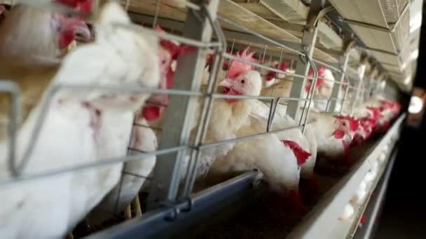 Exploitation avicole pour poulets reproducteurs, œufs de poulets passent par le transporteur, poulets et œufs, grippe aviaire — Video