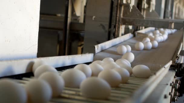 Производство куриных яиц, птицы, куриных яиц проходит через конвейер для дальнейшей сортировки, крупным планом, заводским яйцом — стоковое видео