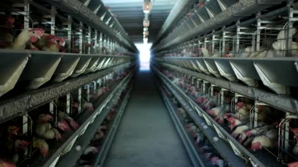 Πτηνοτροφείο, κοτόπουλα κάθονται σε υπαίθριο κλουβιά και τρώνε μικτή τρέφονται, μεταφορικοί ιμάντες ψέμα όρνιθες αυγά κότας — Αρχείο Βίντεο
