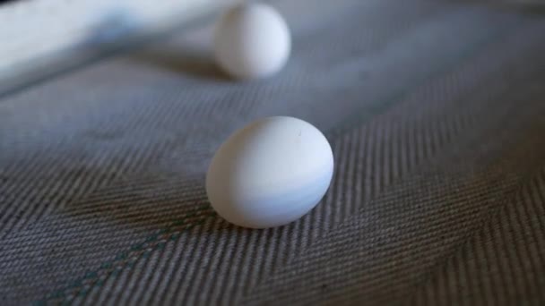 Produkcji jaj kurzych, drób, jaja kurze, przejść przez przenośnik do dalszego sortowania, zbliżenie, transporter — Wideo stockowe