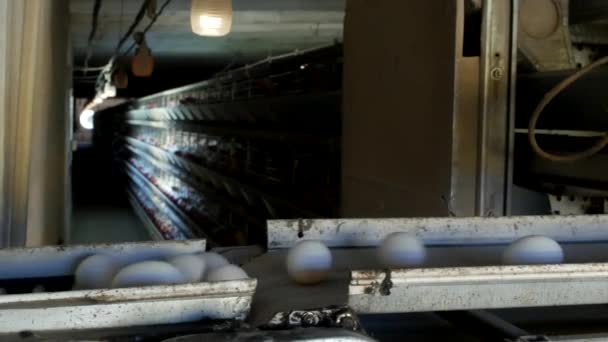 家禽厂生产鸡卵, 鸡卵由输送机, 特写, 肉鸡 — 图库视频影像