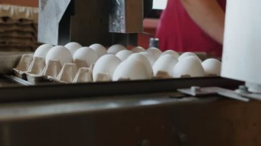 Aygıt işaretleri tavuk yumurta küçük bir çiftlik otomatik