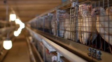 Damızlık broiler tavuk ve tavuk, broiler tavuk kulübe, kümes, üretim parmaklıklar arkasında oturmak