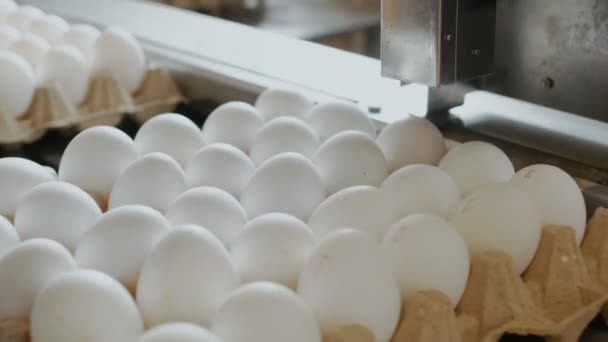 自动设备标记母鸡蛋在一个小农舍里 — 图库视频影像