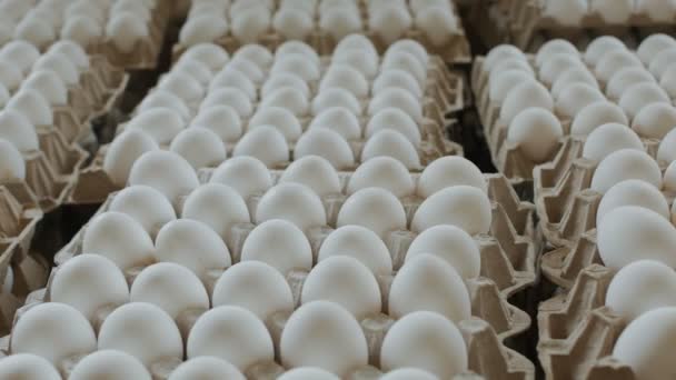 닭 농장에서 가져온 판지 상자 안에 있는 달걀 — 비디오