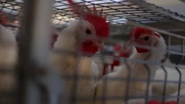 Damızlık broiler tavuk ve tavuk, broiler tavuk oturup kulübede, kümes hayvanlarının yetiştirilmesi, organik demir parmaklıklar ardında