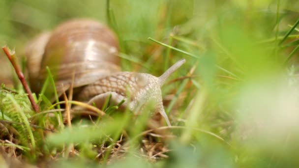Gros escargot dans les bois à la recherche de nourriture, macro, hélice 