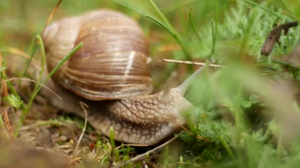 Gros escargot dans les bois à la recherche de nourriture, macro, hélice 