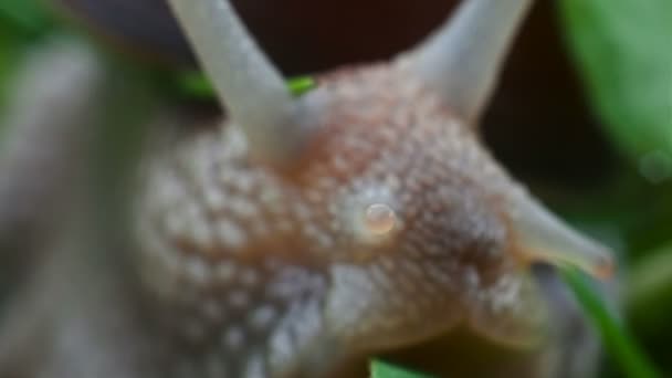 Extra close up, macro head of snail — Stock Video