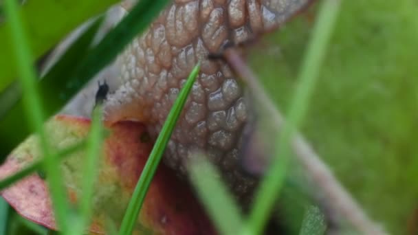 额外的关闭, 宏观的蜗牛头 — 图库视频影像