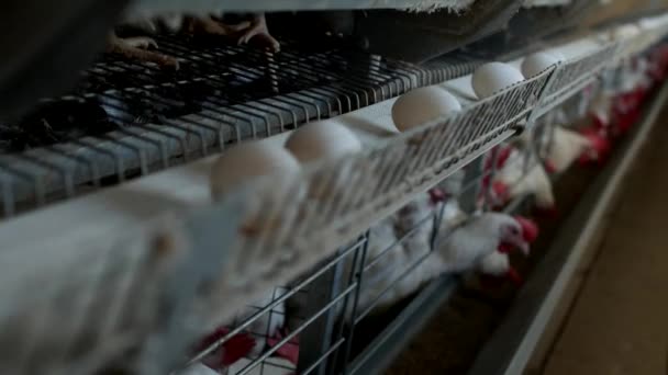 Tavuk çiftliği damızlık için tavuk, tavuk yumurtası ışınlama, tavuk ve yumurta, konveyör gitmek — Stok video