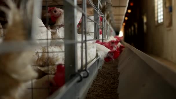 Granja avícola para la cría de pollos y huevos, alimentación de pollos picoteando, primer plano, gallinas de fábrica, granja de pollos — Vídeos de Stock