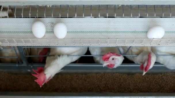 Птицефабрика по разведению кур, куриные яйца проходят через транспортер, курицы и яйца, птицеферма — стоковое видео