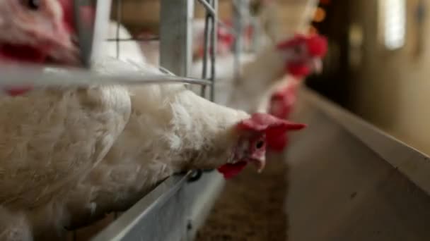 Tavuk çiftliği damızlık tavuk ve yumurta, tavuk gagalamayı besleme, yakın çekim, fabrika tavukları, yem karma — Stok video