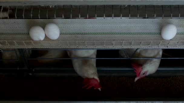 Allevamento di pollame per polli da riproduzione, uova di pollo passano attraverso il trasportatore, polli e uova, fabbrica industriale — Video Stock