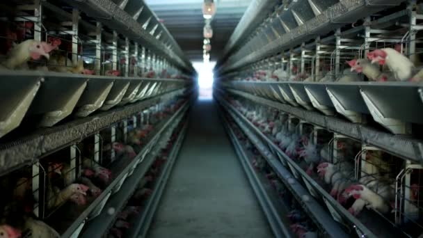 Granja avícola, los pollos se sientan en jaulas al aire libre y comen alimento mixto, en las cintas transportadoras se encuentran los huevos de gallinas, granja avícola — Vídeo de stock