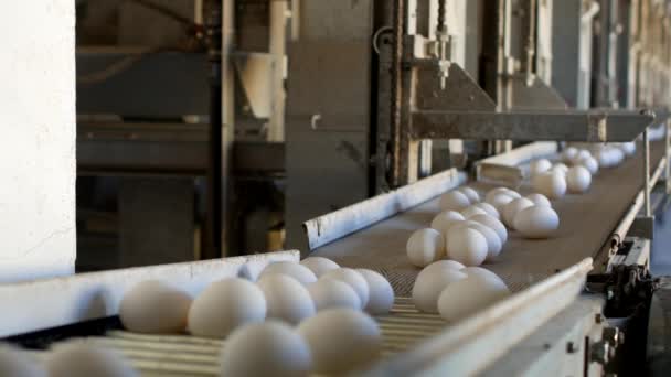 Производство куриных яиц, птицы, куриных яиц проходит через конвейер для дальнейшей сортировки, крупным планом, фабрикой — стоковое видео