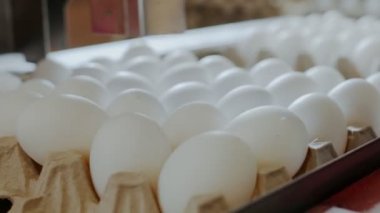 Aygıt işaretleri tavuk yumurta küçük bir çiftlik otomatik