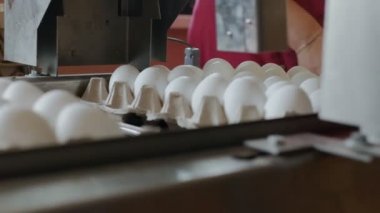 Otomatik aygıt tavuk yumurtası tavuk çiftliği olarak işaretler