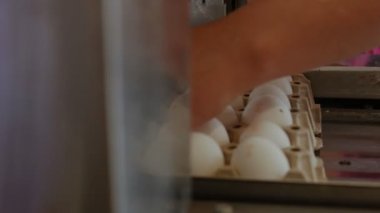 Otomatik aygıt tavuk yumurtası küçük bir çiftlik işaretler