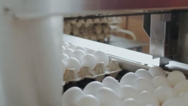 Dispositivo automatizado marca huevos de gallina en una pequeña granja — Vídeos de Stock