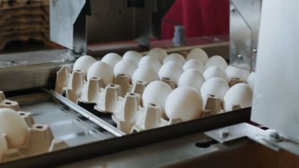 Aygıt işaretleri tavuk yumurta bir küçük tavuk fabrikasında otomatik — Stok video