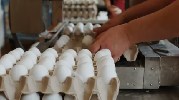 Empleados de huevos de granja envasan huevos de gallina a mano en las bandejas de cartón — Vídeos de Stock