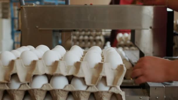 Las mujeres envasan huevos de pollo con las manos en las bandejas de cartón — Vídeo de stock