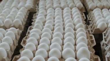 Tepsileri bir karton çiftlik tavuk yumurta