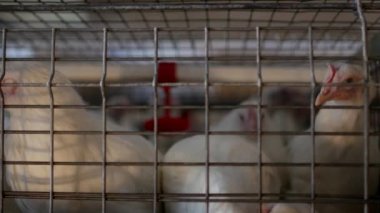 Damızlık broiler tavuk ve tavuk, broiler tavuk kulübe, kümes, yumurtlayanlar parmaklıklar arkasında oturmak