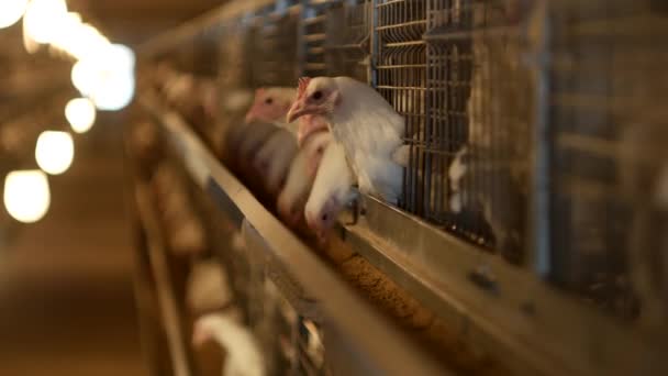 Разведение бройлеров цыплят и кур, бройлеров куры сидят за решеткой в хижине, птицефабрика, промышленность — стоковое видео