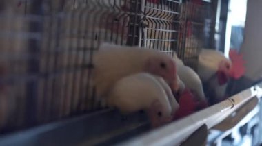 Damızlık broiler tavuk ve tavuk, broiler tavuk oturup kulübede, kümes hayvanlarının yetiştirilmesi, parmaklıklar arkasında tarım