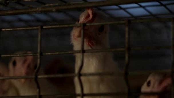 Tenyésztési broiler csirkék és a csirkék, broiler csirkék ülni a kunyhóban, baromfiüzem, gyári, farm, brojler rács mögött — Stock videók