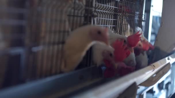 Reprodução de frangos de corte e galinhas, frangos de corte sentam-se atrás das grades na cabana, casa de aves, produção — Vídeo de Stock