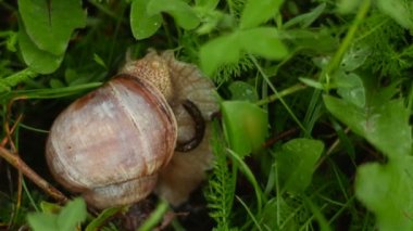 Salyangoz tarar ve ot yiyor