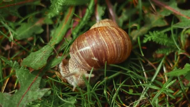 Helix pomatia также римская улитка, бургундская улитка, съедобная улитка или улитка, является видом большой, съедобной, воздуходышащей наземной улитки, наземного легочного моллюска из семейства Helicidae.. — стоковое видео