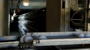 Tavuk yumurta yapmak için kümes hayvanları fabrika, tavuk yumurtası git konveyör, yakın çekim, fabrika tarafından