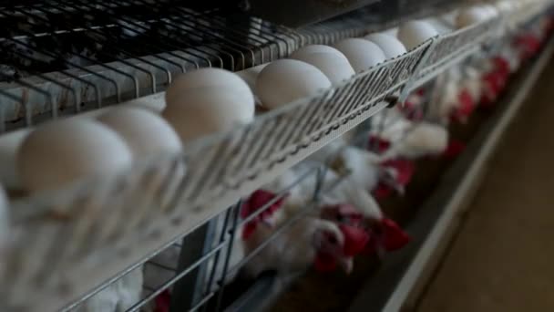 Exploitation avicole pour poulets reproducteurs, œufs de poulets passent par le transporteur, poulets et œufs, bio — Video