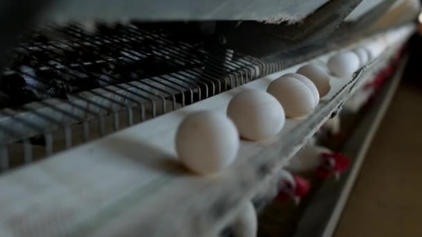 Exploitation avicole pour poulets reproducteurs, œufs de poulets passent par le transporteur, poulets et œufs, manufacture — Video