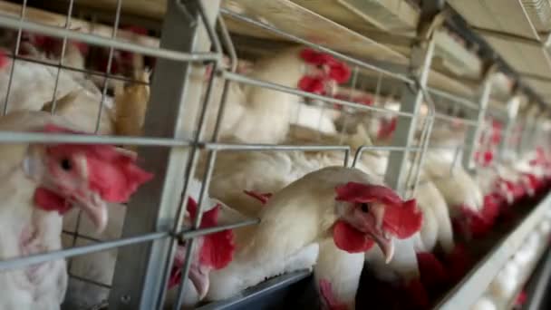 家禽饲养鸡和蛋, 鸡啄饲料, 特写, 工厂母鸡, 牧场 — 图库视频影像