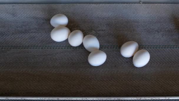 A produção de ovos de galinha, aves, ovos de galinha passam pelo transportador para posterior triagem, close-up, agricultura — Vídeo de Stock