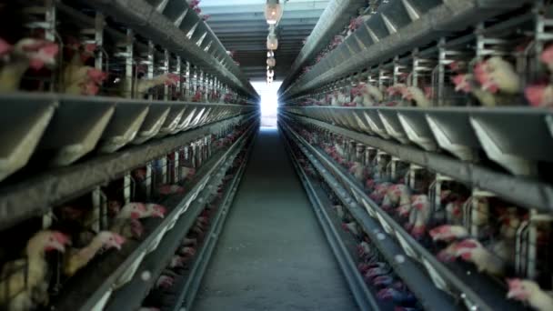 Ferme avicole, poulets assis dans des cages en plein air et manger des aliments mélangés, sur les courroies transporteuses mensonge œufs de poules, poulailler — Video