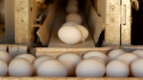 The production of chicken eggs, poultry, chicken eggs go through the conveyor for further sorting, close-up, poultry farm — Stock Video