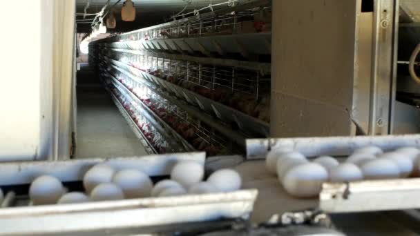 Fjäderfäfabrik för att göra kyckling ägg, hönsägg gå av transportband, närbild, industri — Stockvideo