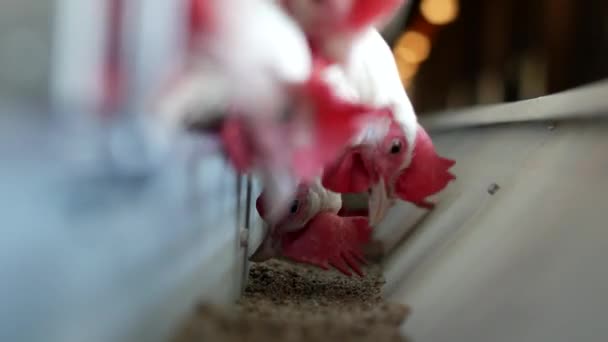 Primer plano Granja avícola para la cría de pollos y huevos, cría de gallinas, picoteo de pollos o cereales — Vídeos de Stock