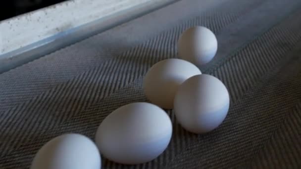 The production of chicken eggs, poultry, chicken eggs go through the conveyor for further sorting, close-up — Stock Video