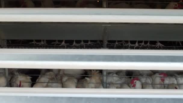 Fazenda de aves domésticas, galinhas sentam-se em gaiolas ao ar livre e comem ração mista, em correias transportadoras encontram-se ovos de galinhas, casa de aves, produção — Vídeo de Stock