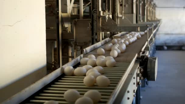 La producción de huevos de pollo, aves de corral, huevos de pollo pasan por el transportador para su posterior clasificación, primer plano, transportador — Vídeos de Stock